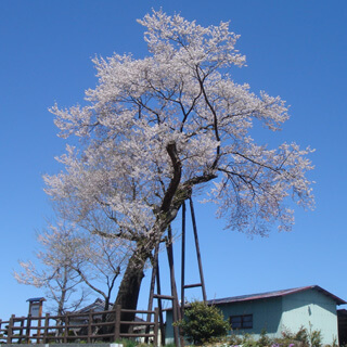 鬼子坂の桜